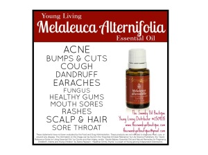 Melaleuca-AlternifoliaUses